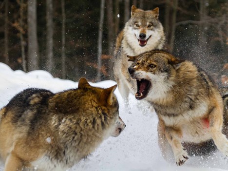El Club de la Pelea Animal