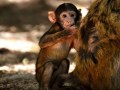Baby Animals