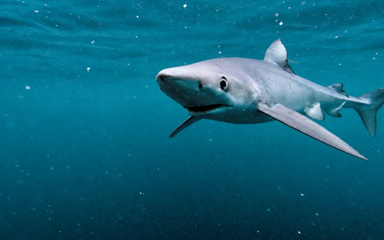 One Tribe TV launches Wild Frontier Films channel to showcase emerging ...